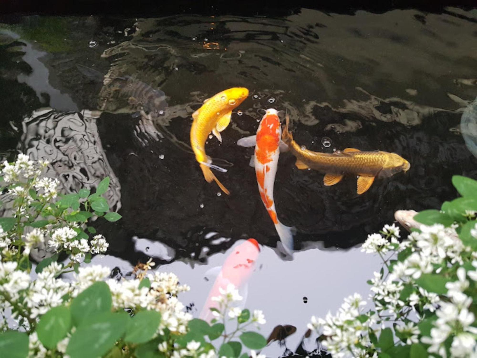 Vuon Tra Homestay Mang Den Kon Von Kla 외부 사진